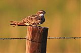 Common Nighthawk